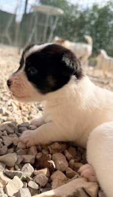Les chiots de Jack Russell Terrier