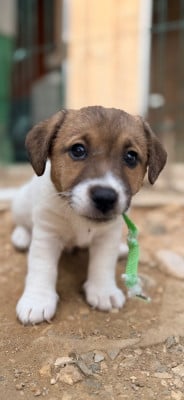 Les chiots de Jack Russell Terrier