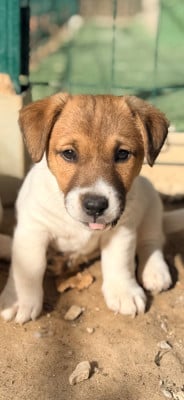 BERGER PURE MERVEILLE - Jack Russell Terrier