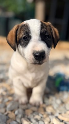 Les chiots de Jack Russell Terrier