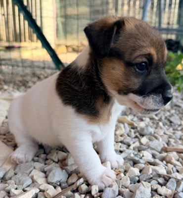 Les chiots de Jack Russell Terrier