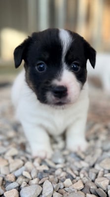 Les chiots de Jack Russell Terrier