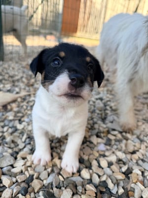 Les chiots de Jack Russell Terrier