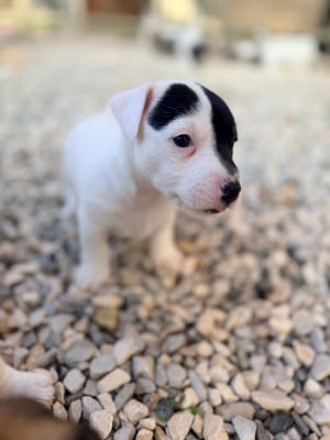Les chiots de Jack Russell Terrier
