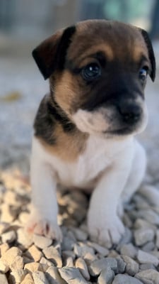 Les chiots de Jack Russell Terrier