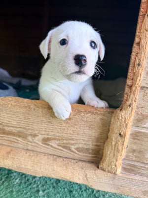 Les chiots de Jack Russell Terrier
