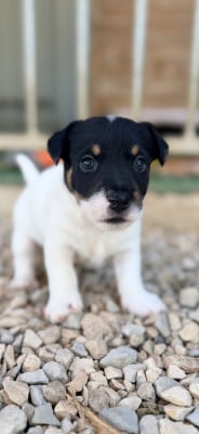 Les chiots de Jack Russell Terrier