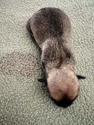 Les chiots de Chihuahua