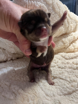 Les chiots de Chihuahua