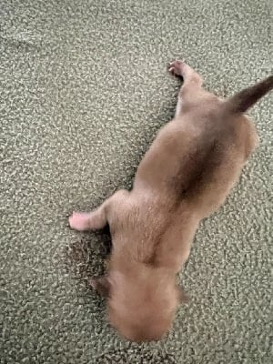 Les chiots de Chihuahua