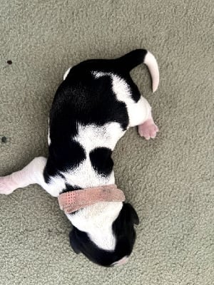 Les chiots de Cocker Spaniel Anglais