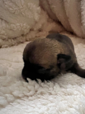 Les chiots de Chihuahua