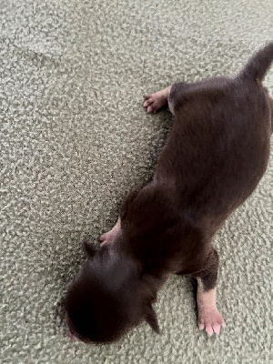 Les chiots de Chihuahua