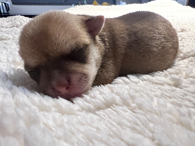 Les chiots de Chihuahua