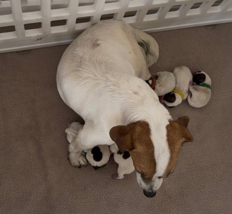 Jack Russell Terrier - Des Niglots Du Gard