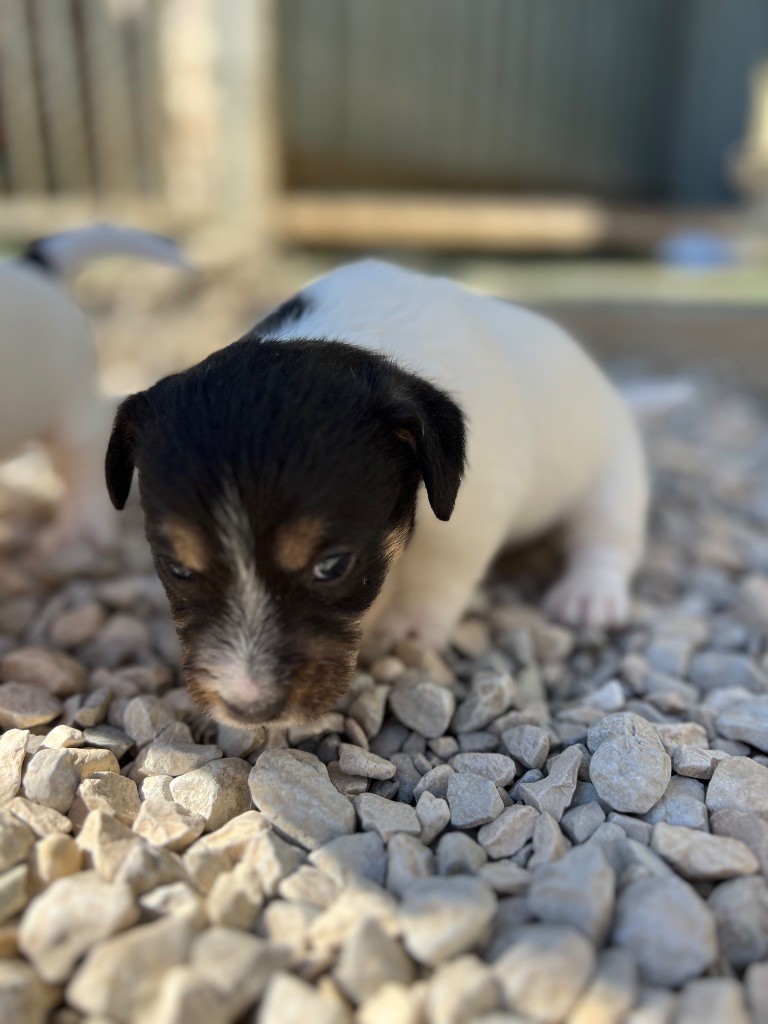 APPY et POMME DE REINETTE