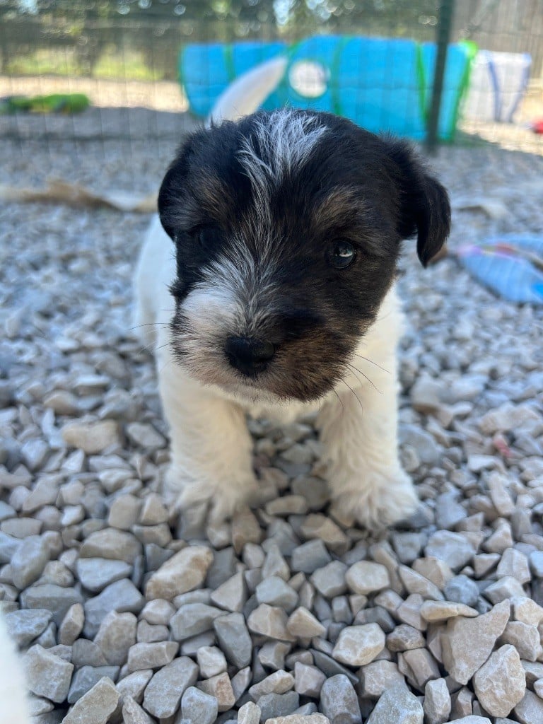 ANEMONE PETITE FLEUR