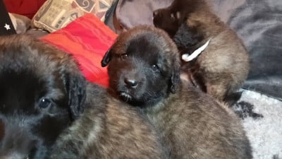 Les chiots de Leonberger