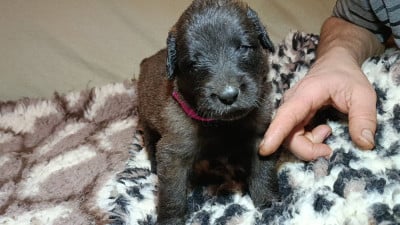 Les chiots de Leonberger