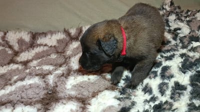 Les chiots de Leonberger