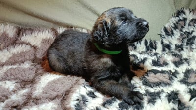 Les chiots de Leonberger