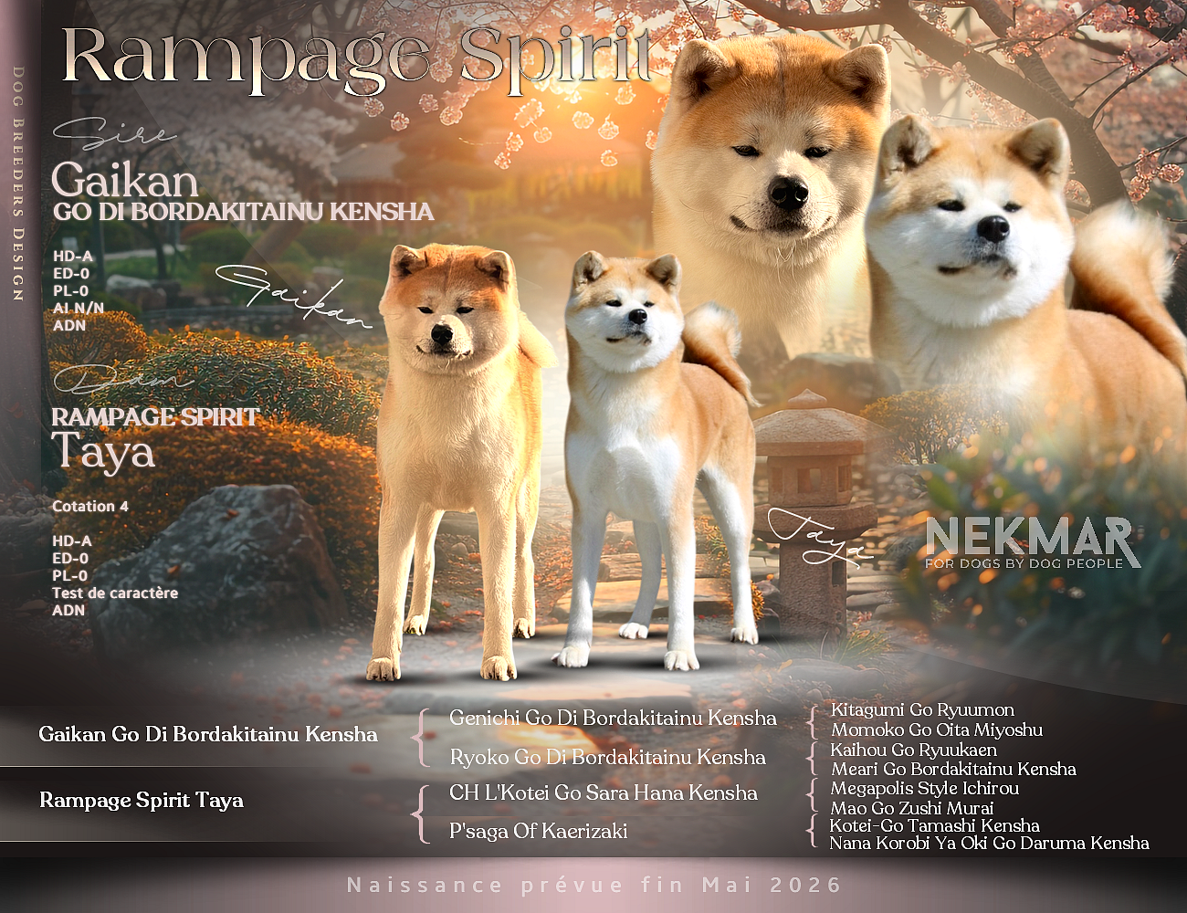Akita - Rampage Spirit