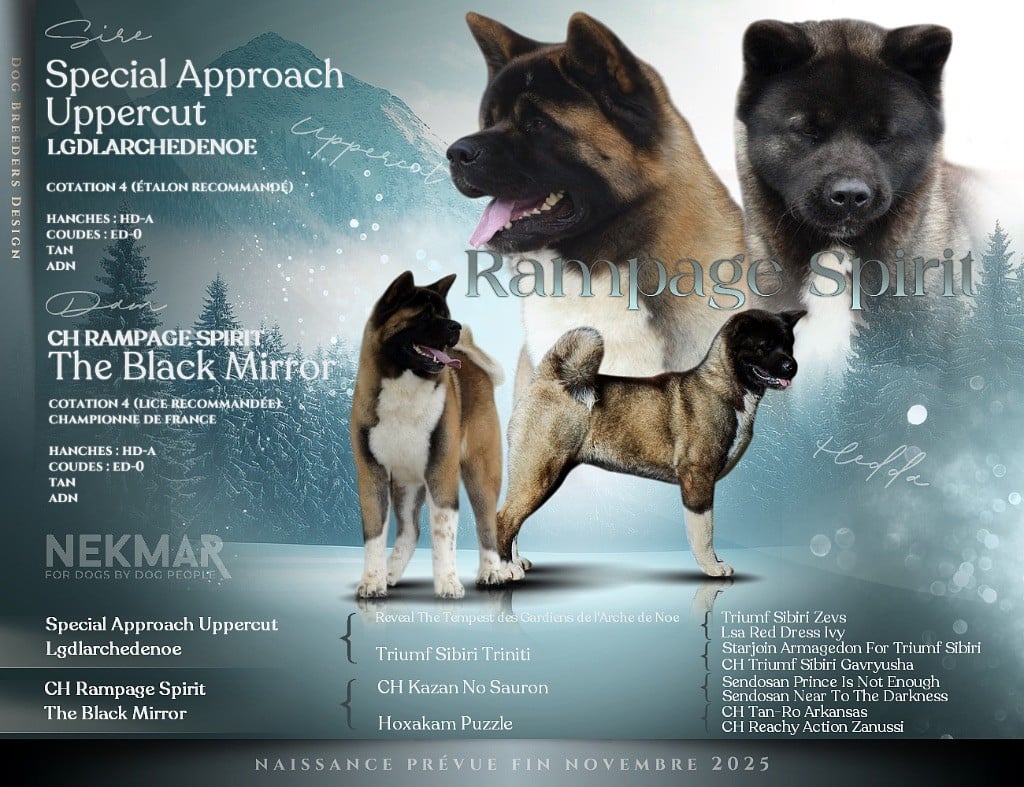 Akita americain - Rampage Spirit