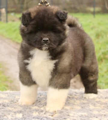 Les chiots de Akita americain