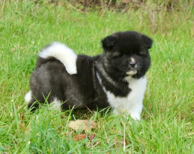 Les chiots de Akita americain