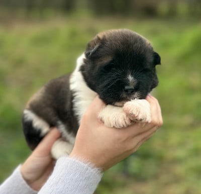 Les chiots de Akita americain