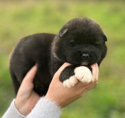 Les chiots de Akita americain