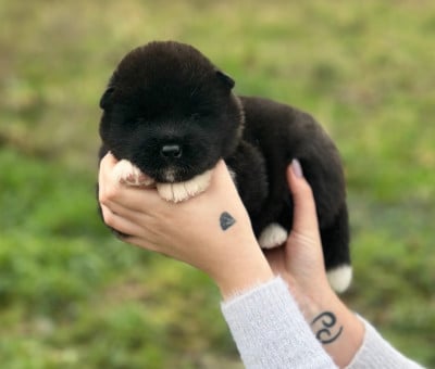 Les chiots de Akita americain