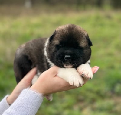 Les chiots de Akita americain