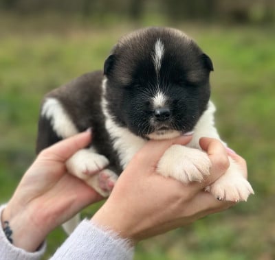 Les chiots de Akita americain