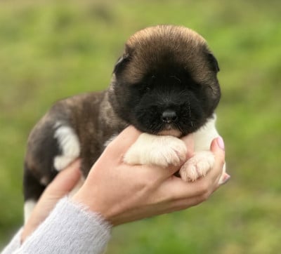 Les chiots de Akita americain