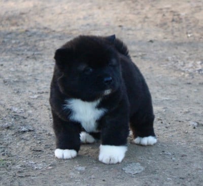 Les chiots de Akita americain