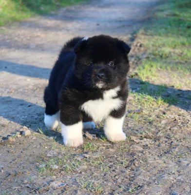 Les chiots de Akita americain
