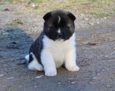Les chiots de Akita americain