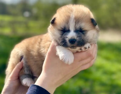 Les chiots de Akita