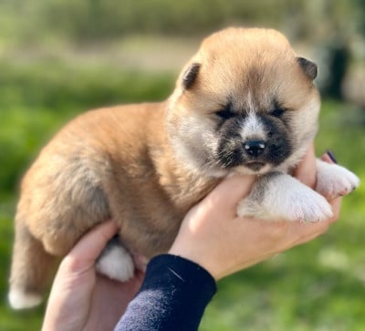 Les chiots de Akita