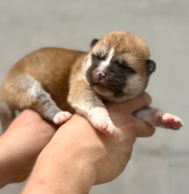 Les chiots de Akita