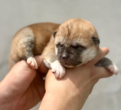 Les chiots de Akita