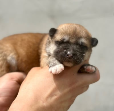Les chiots de Akita