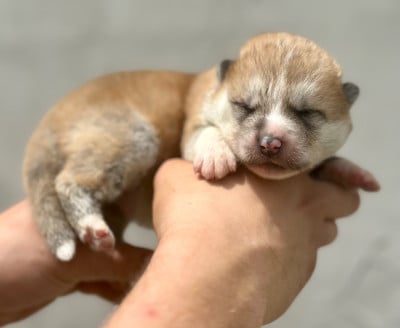 Les chiots de Akita