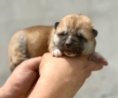 Les chiots de Akita