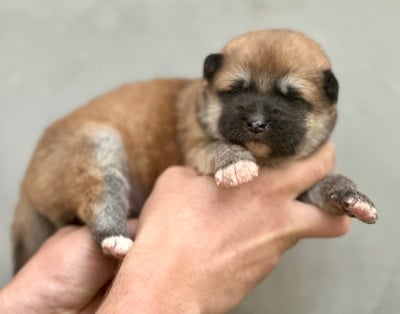 Les chiots de Akita
