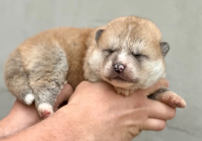 Les chiots de Akita