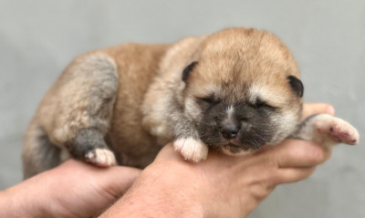 Les chiots de Akita