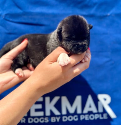Les chiots de Akita americain