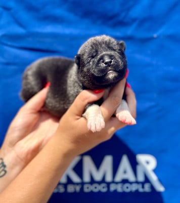 Les chiots de Akita americain